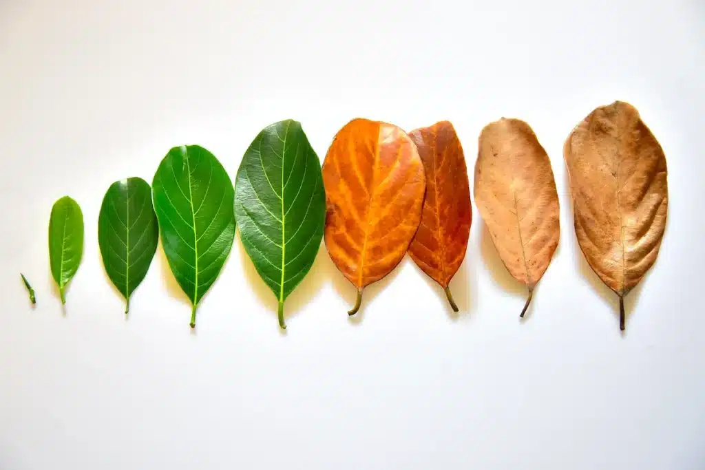 By failing to define ageing as a disease itself, we are missing out on understanding how it really functions, and crucially, how we can slow it down and maintain not only a good lifespan but a great health span.