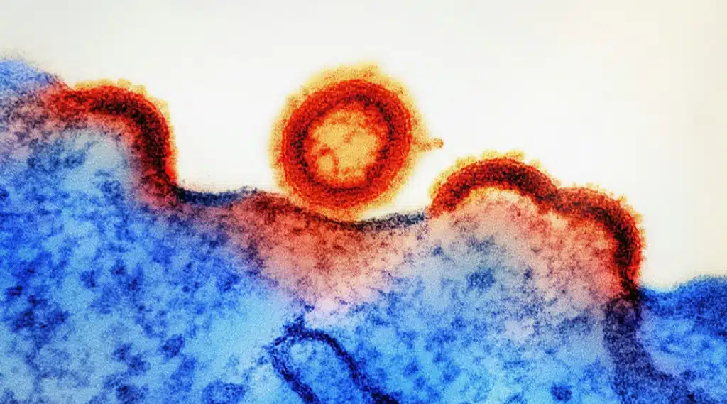 The gut microbiome — trillions of bacteria, viruses, and fungi living in your gut — is now recognised as one of the body’s most dynamic organs. Once seen purely as a digestive aid, it’s now understood to regulate metabolism, immunity, mood, and even ageing.