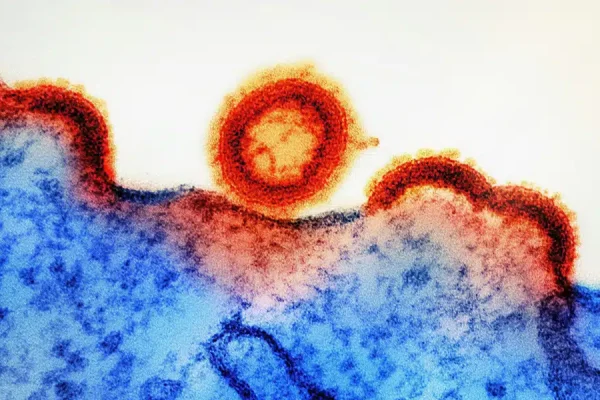 The gut microbiome — trillions of bacteria, viruses, and fungi living in your gut — is now recognised as one of the body’s most dynamic organs. Once seen purely as a digestive aid, it’s now understood to regulate metabolism, immunity, mood, and even ageing.