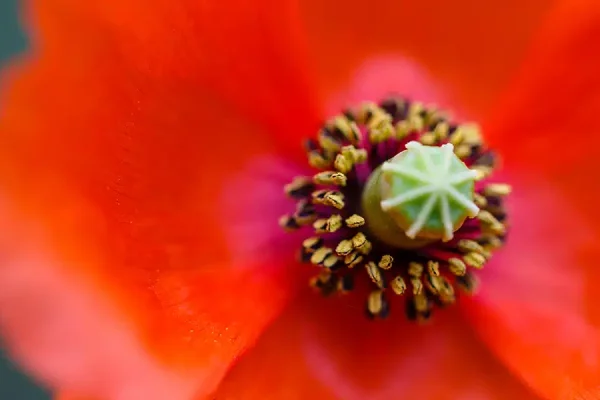 Nearly 25% of modern prescription drugs contain compounds derived from plants.